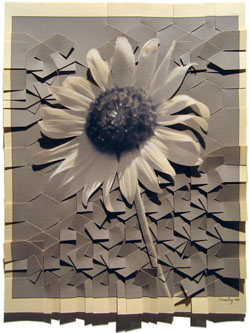 Sunflower image